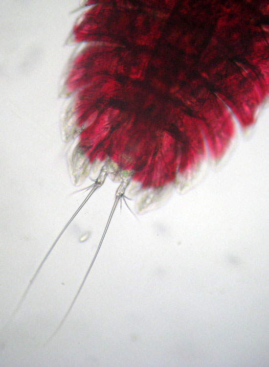 Peltidium purpureum, copepode marino